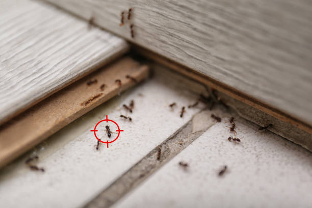 Best Best Pest Control Companies  in Crimora, VA