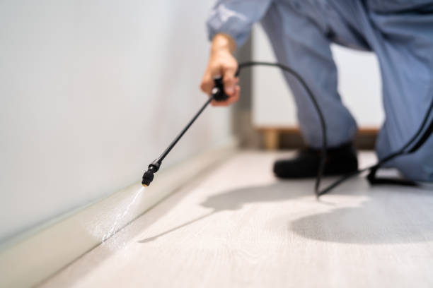 Best Termite Control Services  in Crimora, VA
