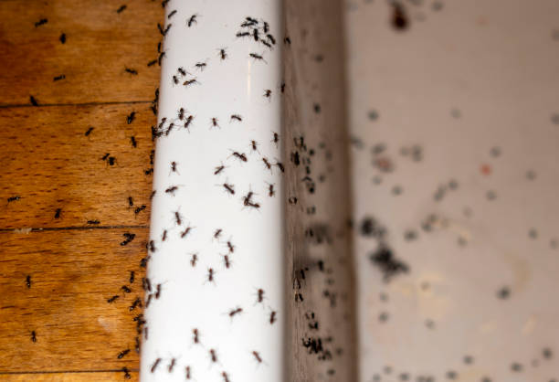 Best Emergency Pest Control  in Crimora, VA