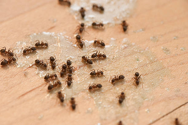 Best Ant Control Services  in Crimora, VA